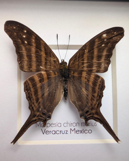 Framed Many-Banded Daggerwing Butterfly, Taxidermy Nature Art (4x4)