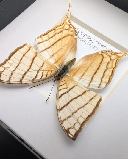 Framed Pale Daggerwing Butterfly, Entomology Display (4x4")