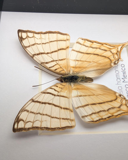 Framed Pale Daggerwing Butterfly, Entomology Display (4x4")