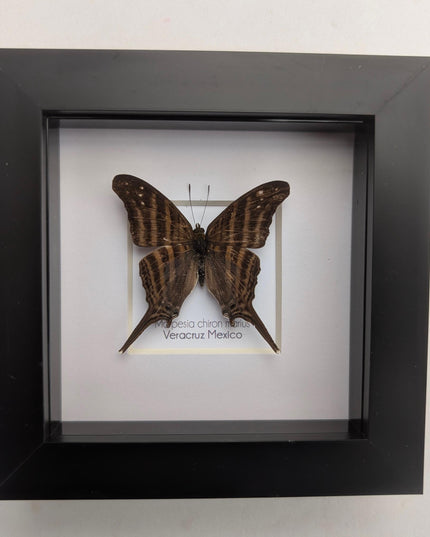 Framed Many-Banded Daggerwing Butterfly, Taxidermy Nature Art (4x4)