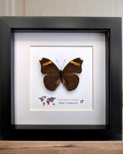 Euphaedra medon male, the forest green butterfly, taxidermy butterfly, entomology present, wall decor, 6x6