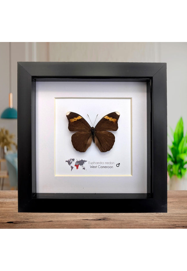 Euphaedra medon male, the forest green butterfly, taxidermy butterfly, entomology present, wall decor, 6x6