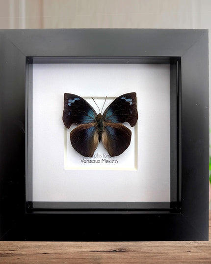 Framed Memphis Forreri Leafwing Butterfly Taxidermy, Entomology Gift