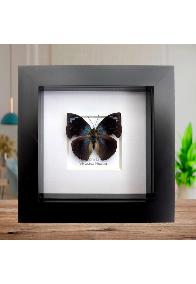 Framed Memphis Forreri Leafwing Butterfly Taxidermy, Entomology Gift