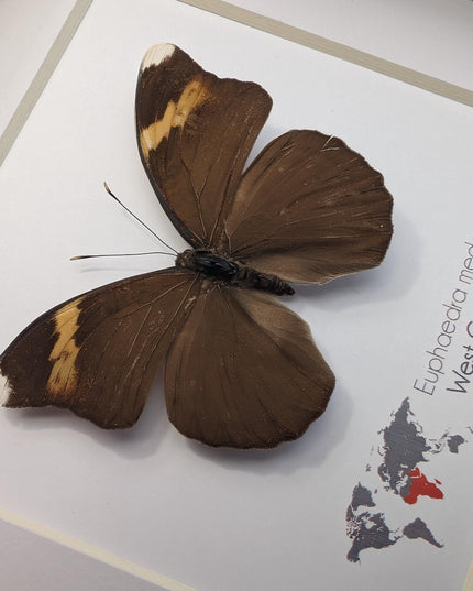 Euphaedra medon male, the forest green butterfly, taxidermy butterfly, entomology present, wall decor, 6x6