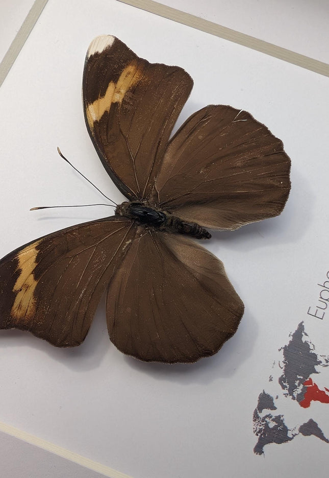 Euphaedra medon male, the forest green butterfly, taxidermy butterfly, entomology present, wall decor, 6x6