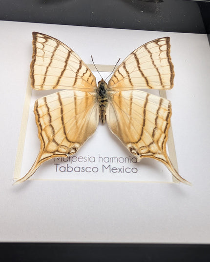 Framed Pale Daggerwing Butterfly, Entomology Display (4x4")