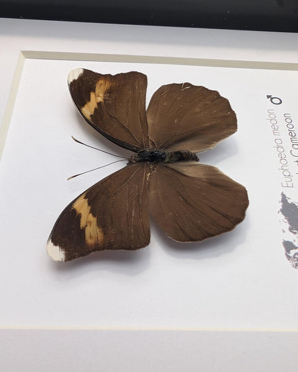 Euphaedra medon male, the forest green butterfly, taxidermy butterfly, entomology present, wall decor, 6x6