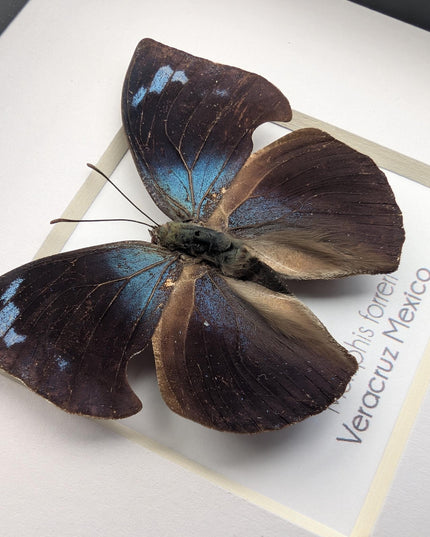 Framed Memphis Forreri Leafwing Butterfly Taxidermy, Entomology Gift