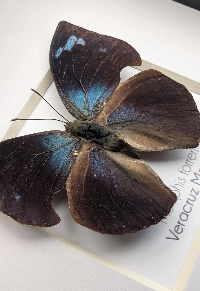 Framed Memphis Forreri Leafwing Butterfly Taxidermy, Entomology Gift