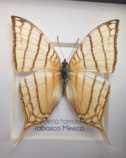 Framed Pale Daggerwing Butterfly, Entomology Display (4x4")