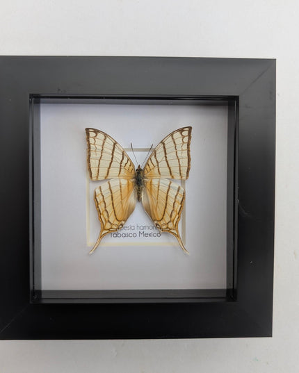 Framed Pale Daggerwing Butterfly, Entomology Display (4x4")