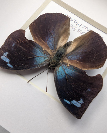 Framed Memphis Forreri Leafwing Butterfly Taxidermy, Entomology Gift