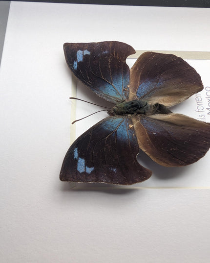 Framed Memphis Forreri Leafwing Butterfly Taxidermy, Entomology Gift