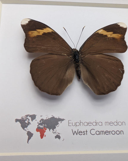 Euphaedra medon male, the forest green butterfly, taxidermy butterfly, entomology present, wall decor, 6x6