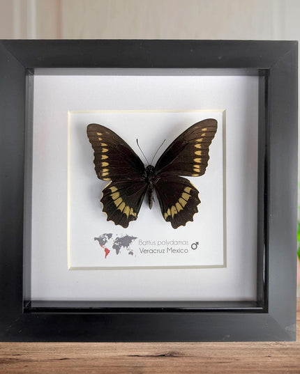 Framed Gold Rim Swallowtail Butterfly Taxidermy, Entomology Gift (6x6)