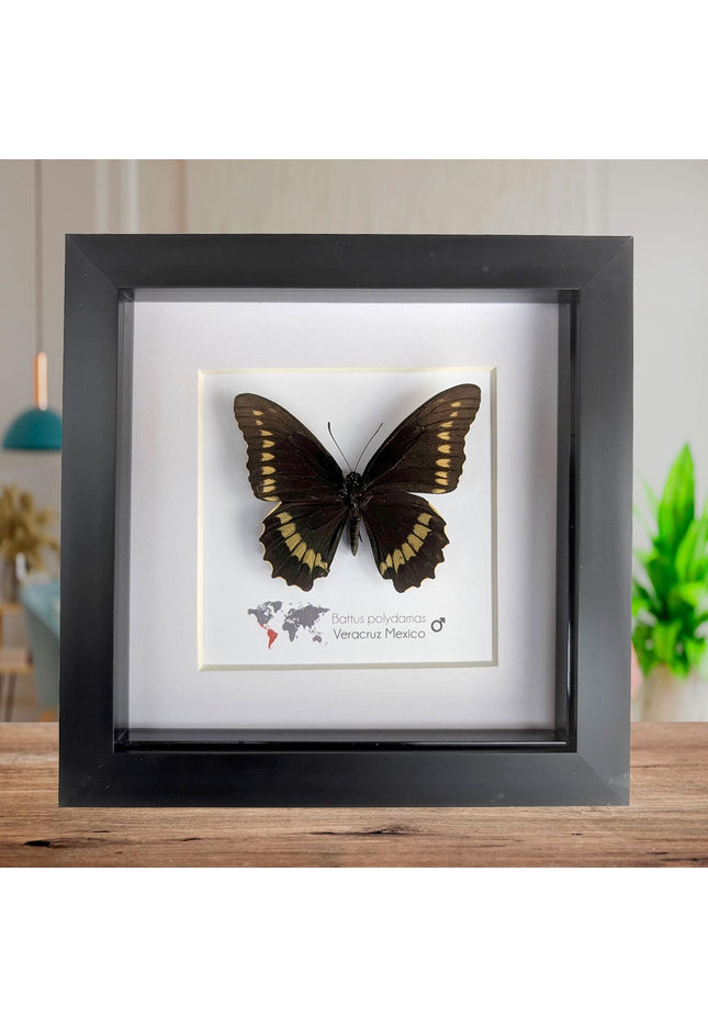 Framed Gold Rim Swallowtail Butterfly Taxidermy, Entomology Gift (6x6)