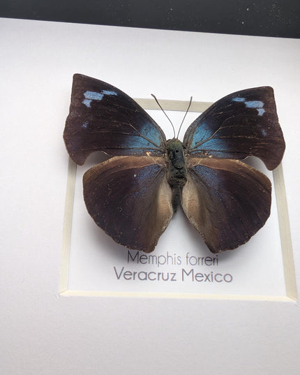 Framed Memphis Forreri Leafwing Butterfly Taxidermy, Entomology Gift