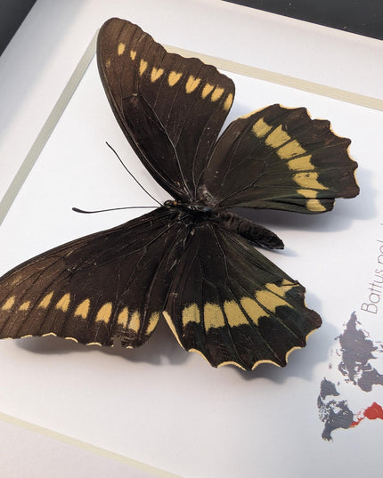 Framed Gold Rim Swallowtail Butterfly Taxidermy, Entomology Gift (6x6)