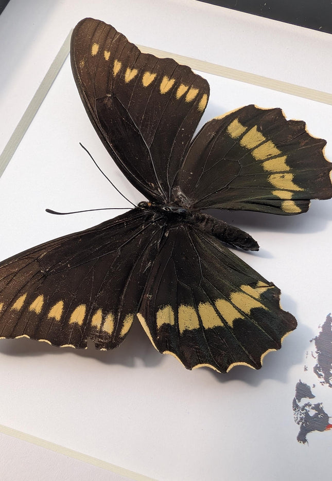 Framed Gold Rim Swallowtail Butterfly Taxidermy, Entomology Gift (6x6)