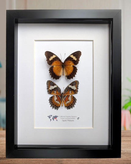 Framed Malay Lacewing Butterfly Pair, Ethically Sourced Taxidermy Display (8x10)