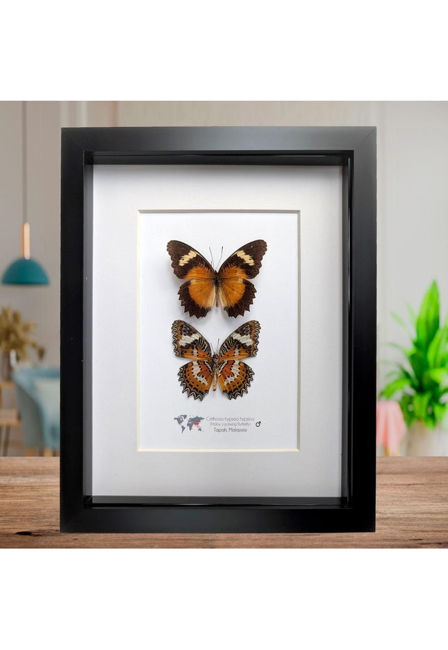 Framed Malay Lacewing Butterfly Pair, Ethically Sourced Taxidermy Display (8x10)