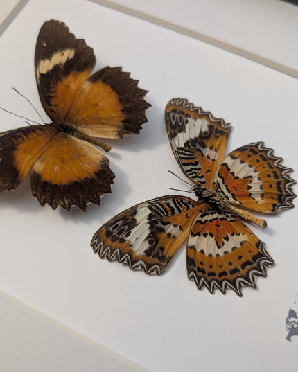 Framed Malay Lacewing Butterfly Pair, Ethically Sourced Taxidermy Display (8x10)