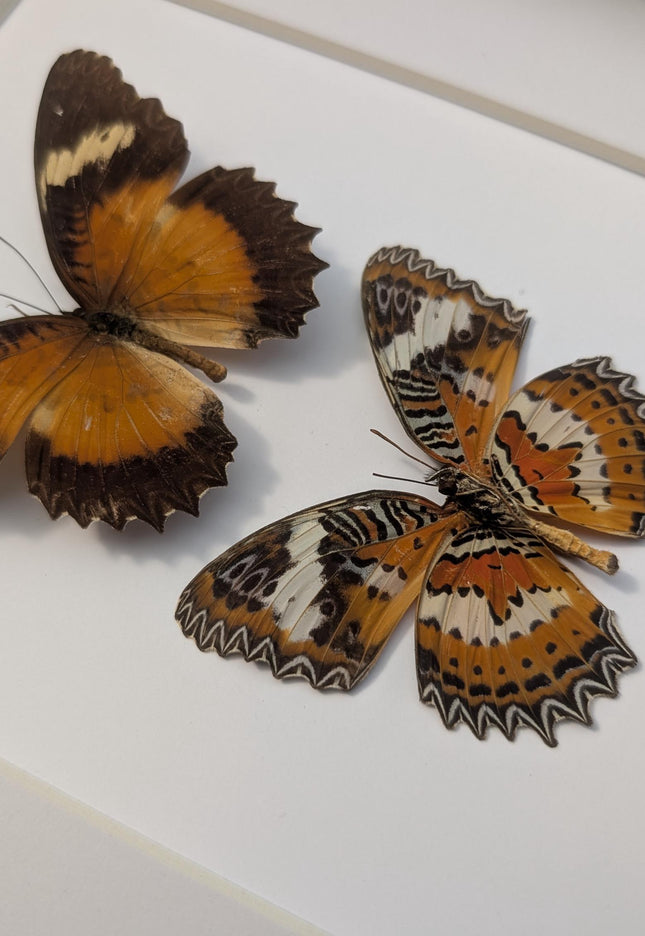 Framed Malay Lacewing Butterfly Pair, Ethically Sourced Taxidermy Display (8x10)