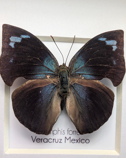 Framed Memphis Forreri Leafwing Butterfly Taxidermy, Entomology Gift