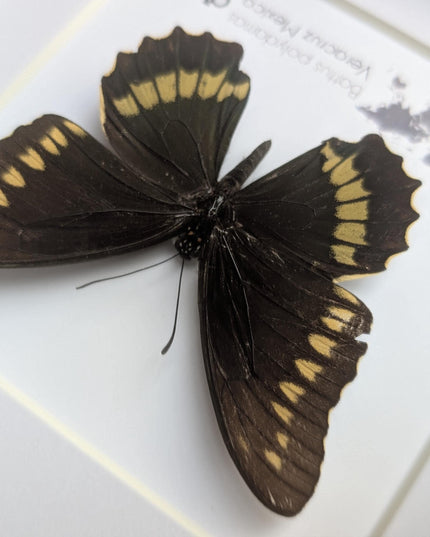Framed Gold Rim Swallowtail Butterfly Taxidermy, Entomology Gift (6x6)