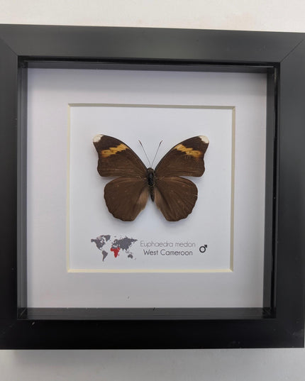Euphaedra medon male, the forest green butterfly, taxidermy butterfly, entomology present, wall decor, 6x6