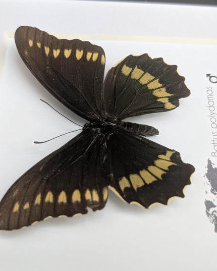 Framed Gold Rim Swallowtail Butterfly Taxidermy, Entomology Gift (6x6)
