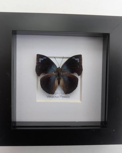 Framed Memphis Forreri Leafwing Butterfly Taxidermy, Entomology Gift