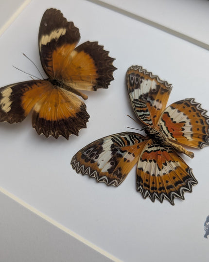 Framed Malay Lacewing Butterfly Pair, Ethically Sourced Taxidermy Display (8x10)