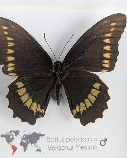 Framed Gold Rim Swallowtail Butterfly Taxidermy, Entomology Gift (6x6)
