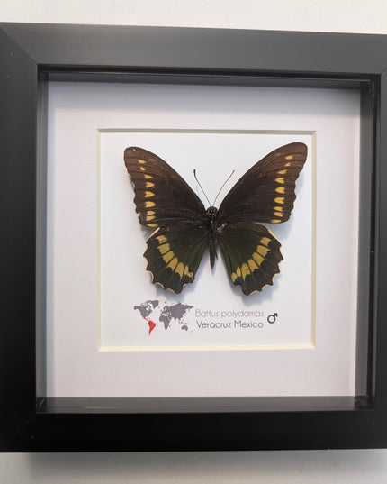 Framed Gold Rim Swallowtail Butterfly Taxidermy, Entomology Gift (6x6)