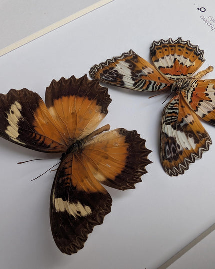 Framed Malay Lacewing Butterfly Pair, Ethically Sourced Taxidermy Display (8x10)
