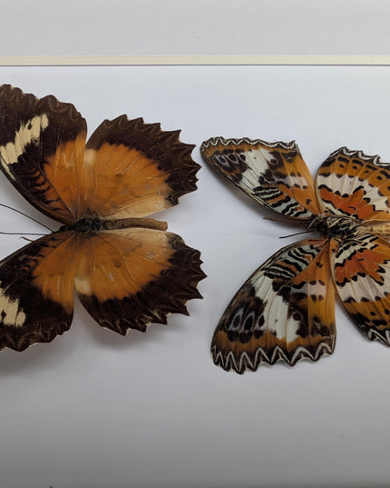 Framed Malay Lacewing Butterfly Pair, Ethically Sourced Taxidermy Display (8x10)