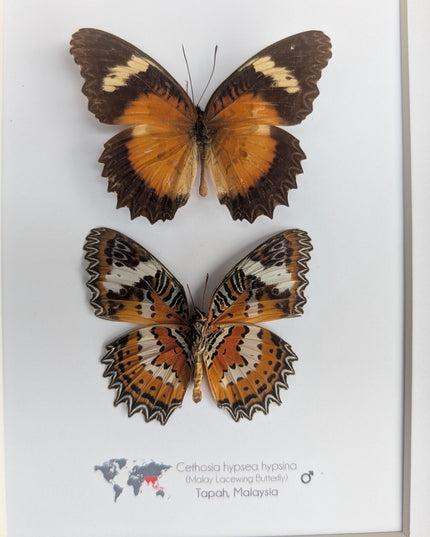 Framed Malay Lacewing Butterfly Pair, Ethically Sourced Taxidermy Display (8x10)