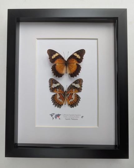 Framed Malay Lacewing Butterfly Pair, Ethically Sourced Taxidermy Display (8x10)