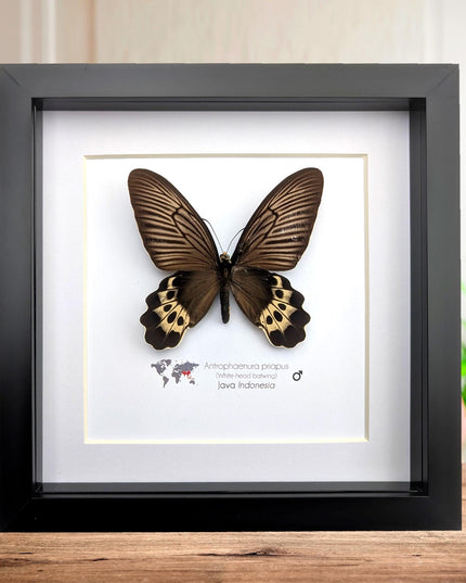 Framed White-head Batwing Butterfly Taxidermy, Entomology Wall Art (8x8)