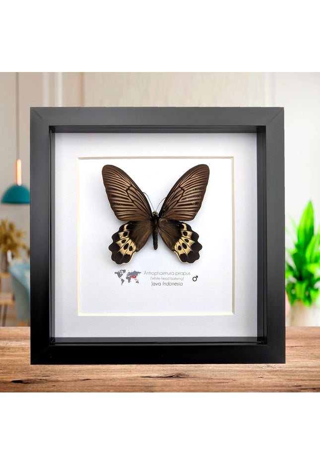 Framed White-head Batwing Butterfly Taxidermy, Entomology Wall Art (8x8)
