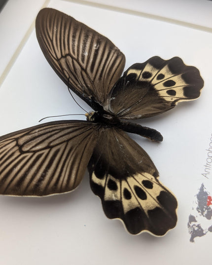 Framed White-head Batwing Butterfly Taxidermy, Entomology Wall Art (8x8)