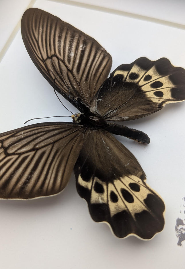 Framed White-head Batwing Butterfly Taxidermy, Entomology Wall Art (8x8)