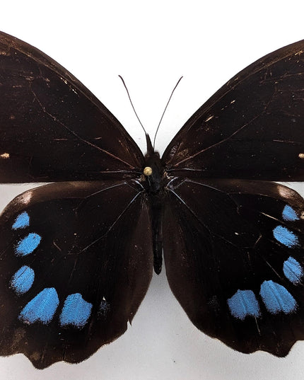 Mounted mexican blue-spotted drucina zacariasi butterfly