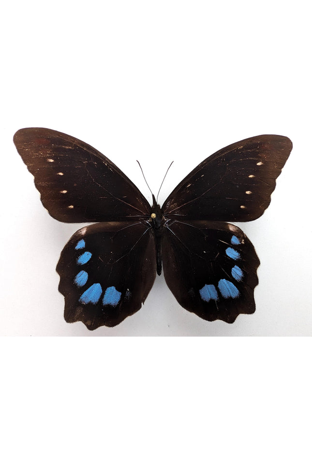 Mounted mexican blue-spotted drucina zacariasi butterfly