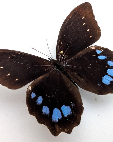 Mounted mexican blue-spotted drucina zacariasi butterfly
