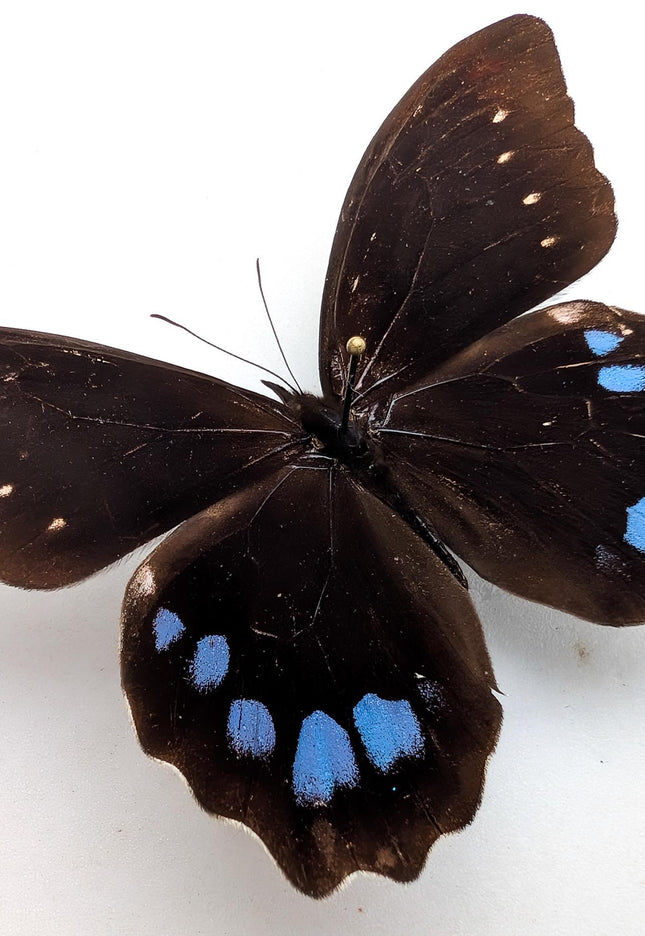 Mounted mexican blue-spotted drucina zacariasi butterfly