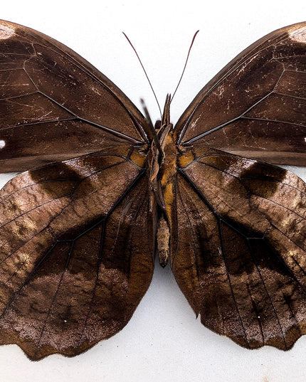Mounted mexican blue-spotted drucina zacariasi butterfly