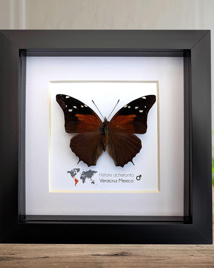Framed Historis Acheronta Butterfly, Tailed Cecropian, Dark Insect Wall Decor